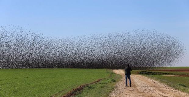 Sığırcık kuşlarından Mardin'de görsel şölen