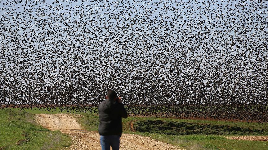 Sığırcık kuşlarından Mardin'de görsel şölen