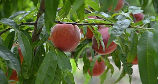  "EARLY FRESH" CİNSİ EN KALİTELİ ŞEFTALİ KUŞADASI BAHÇELERİNDE YETİŞİYOR