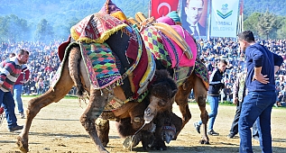 12. Torbalı Deve Güreşi Festivali