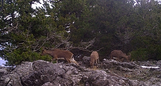 Kızıl geyiklerin muhteşem görüntüsü belgeseli aratmadı