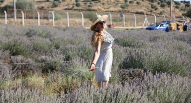 Lavanta Festivalinden kartpostallık görüntüler