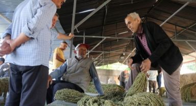 Siz hiç Taşova Çiçek Bamyası yediniz mi? Kilosu 850 TL'den satılıyor!