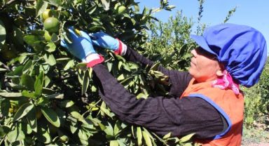 Sarı altın satsumada hasat zamanı