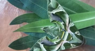 Ender rastlanan 'mekik kelebeği' İzmir'de görüntülendi