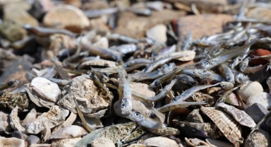 İzmir Körfezi'nde korkutan görüntü: Binlerce balık kıyıya vurdu!