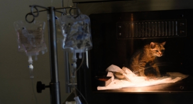 Yangın mağduru hayvanlar PAKO'da güvende!