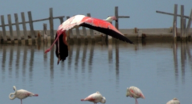 Flamingoların büyüleyici dünyası Bornova’da