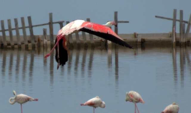 Flamingoların büyüleyici dünyası Bornova’da