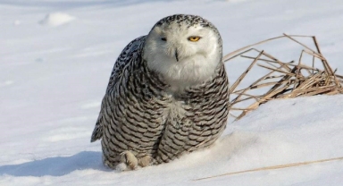 İzmirli doğa fotoğrafçısı Amerika'da kar baykuşunu fotoğrafladı!