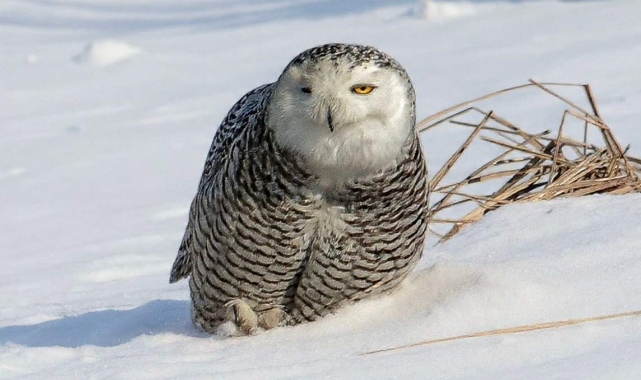 İzmirli doğa fotoğrafçısı Amerika'da kar baykuşunu fotoğrafladı!