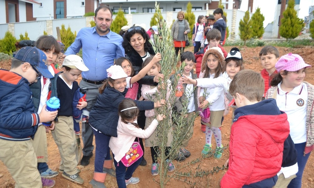 Öğrenciler zeytin fidelerini toprakla buluşturdu