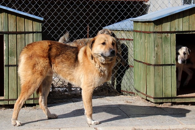 Barınağın ömürlük konukları
