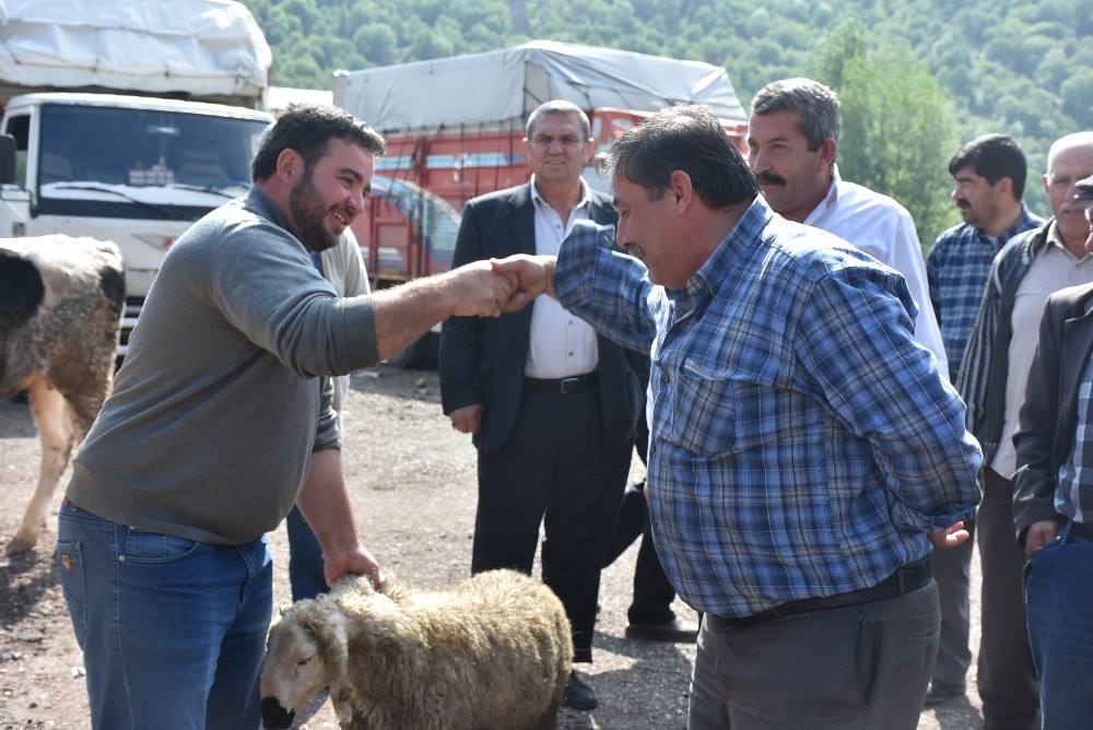 Kızılcahamam’da canlı hayvan pazarı açıldı