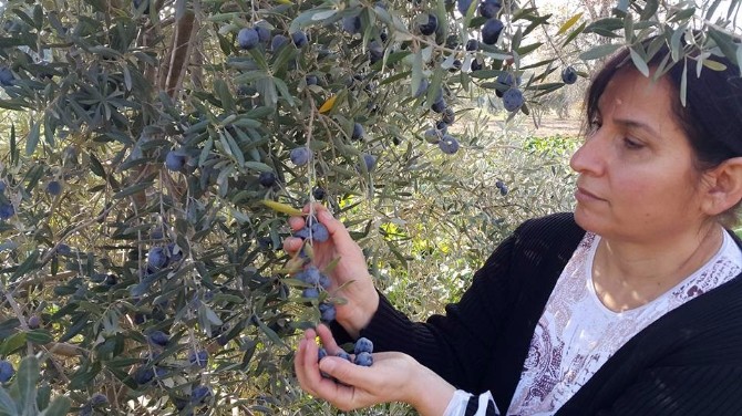 Zeytin üreticisini ’yağmur korkusu’ sardı