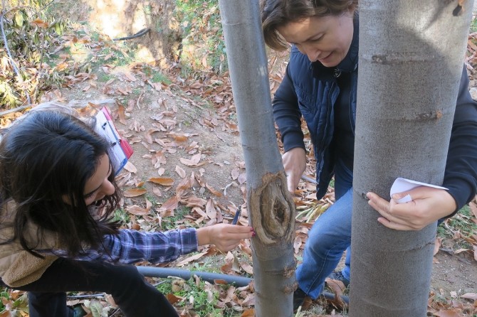 İZMİR,KESTANE KANSERİNİ YENDİ