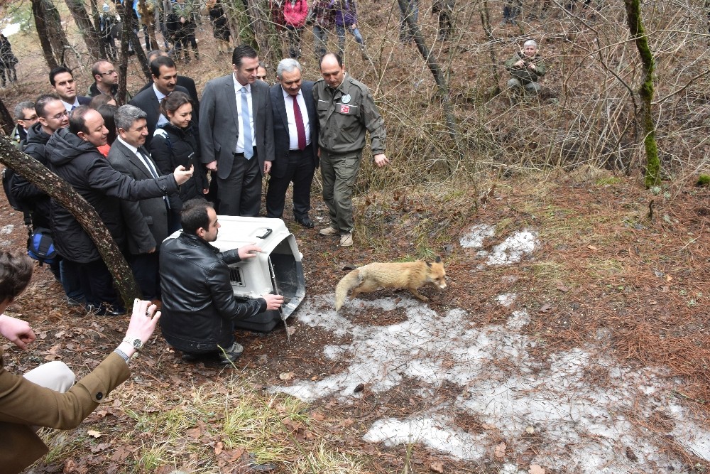 Kızılcahamam’da tedavileri yapılan yaban hayvanları doğaya bırakıldı