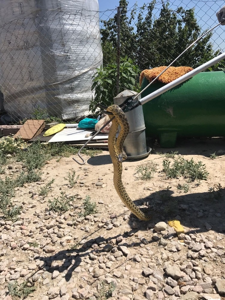 Başkent İtfaiyesinden kümeste yılan avı