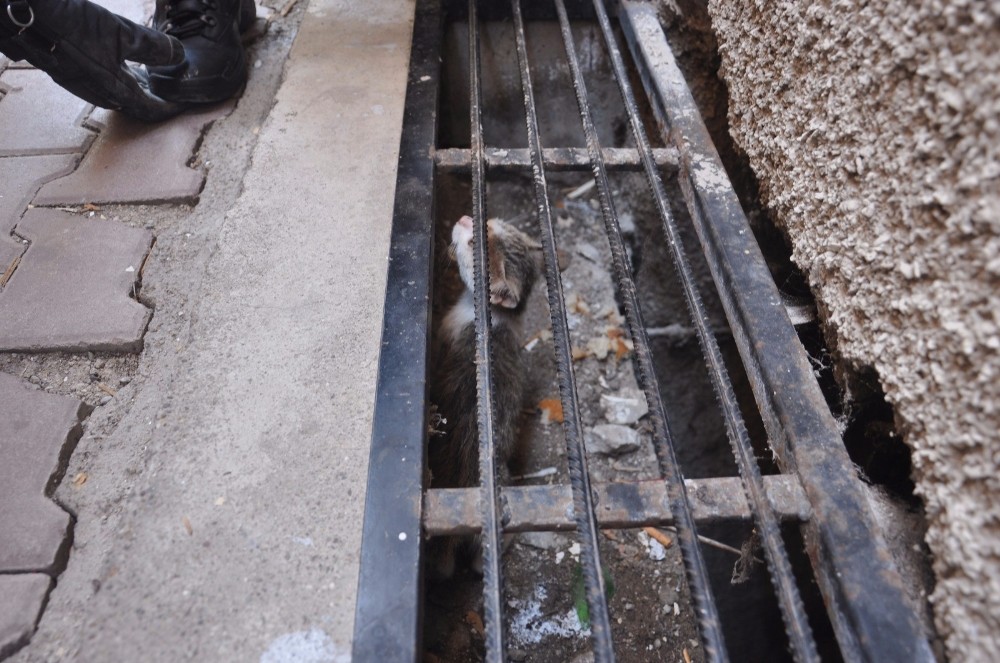 Apartmanın gider mazgallarında mahsur kalan kediyi itfaiye kurtardı