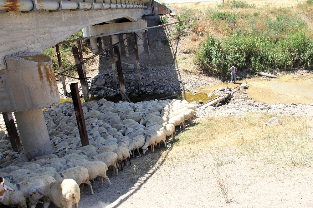 (Özel Haber) Sakarya Nehri kurudu hayvanlar telef oldu