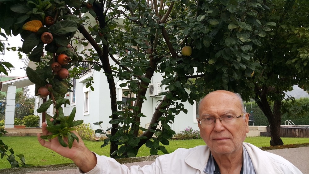 Muşmula, elma ve armut aynı gövdede