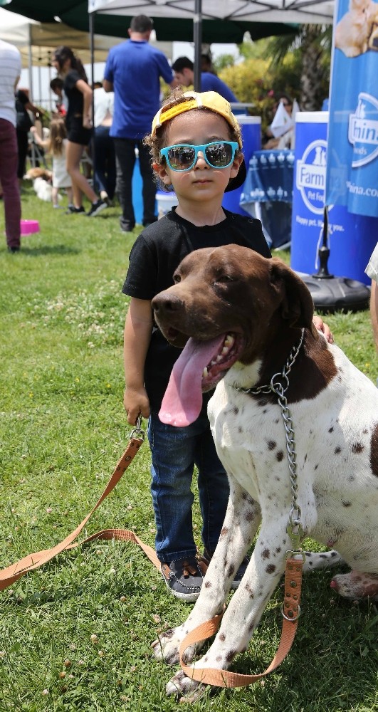 Köpekler podyuma çıktı