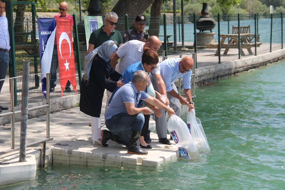 Yavru sazanlar göle kavuştu