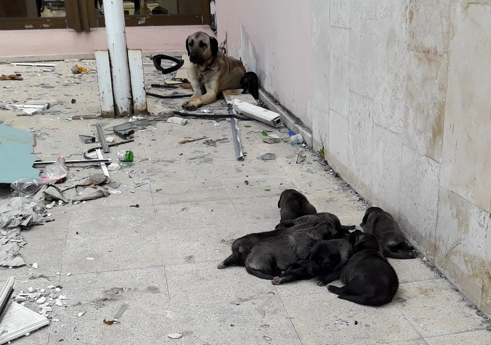 Yanan binada bulunan yavru köpekleri itfaiye kurtardı