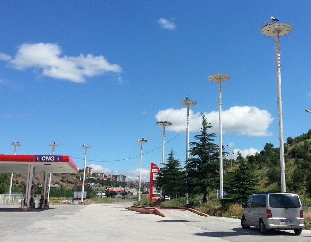 Sağlık kontrolünden geçen leylekler takibe alındı