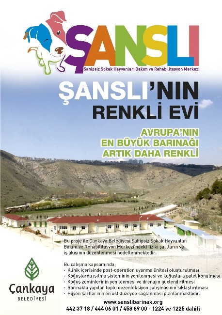 Çankaya Belediyesi bin 473 sokak hayvanını sahiplendirdi
