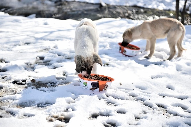 Şefkat eli sokak hayvanlarına da uzanıyor
