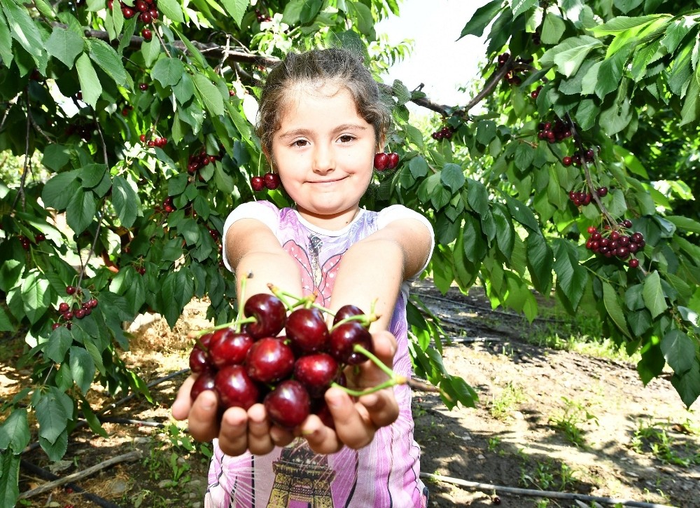 Kiraz üreticisine erken uyarı geldi, rekolte arttı