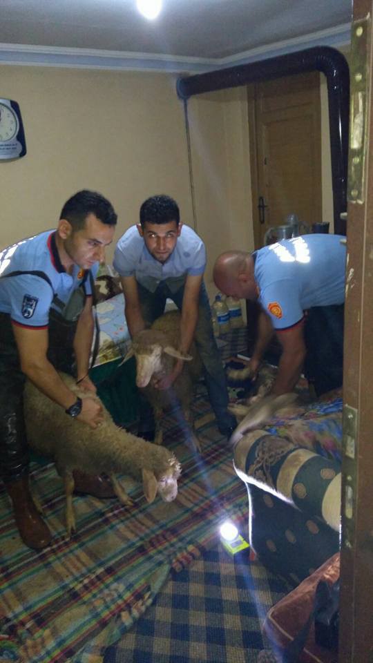 Selde mahsur kalan yaşlı çift ile hayvanlarını itfaiye kurtardı