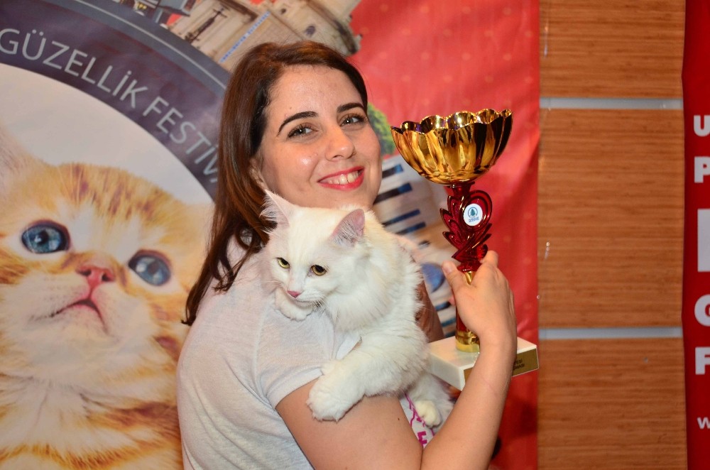 Pursaklar’da hafta sonu Kedi Güzellik Festivali var