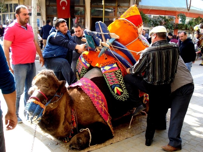 Sarıgöl’de develere törenle havut giydirildi