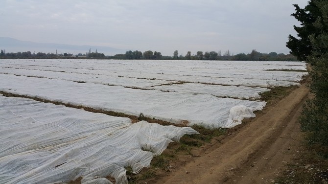 Patates üreticisinin soğuk tedirginliği
