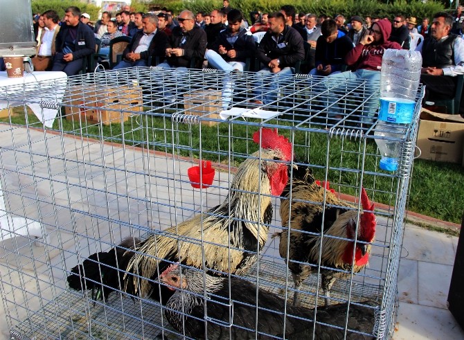 Süs tavuğu yetiştiricileri müzayedede buluştu