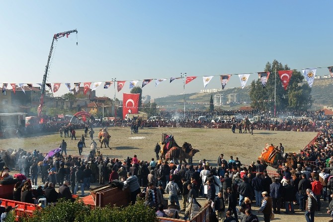 Çiğli deve güreşleri ile şenlenecek