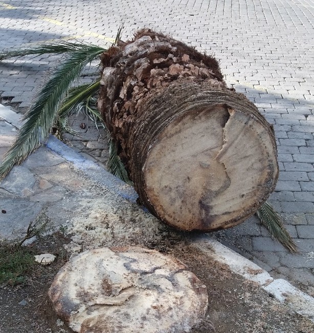 ’Kırmızı palmiye böceği’ şimdi de İzmir’e dadandı