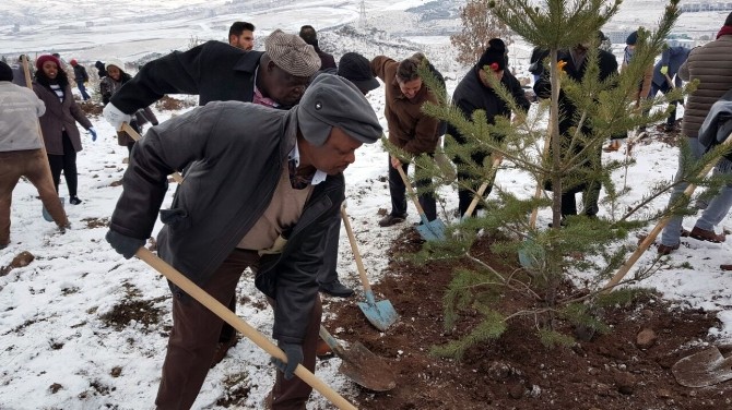 Afrika ülkelerinin büyükelçileri Keçiören’de ağaç dikti