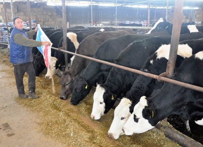 Yemin fiyatı 53 TL’ye çıktı, süt üreticisi kara kara düşünmeye başladı