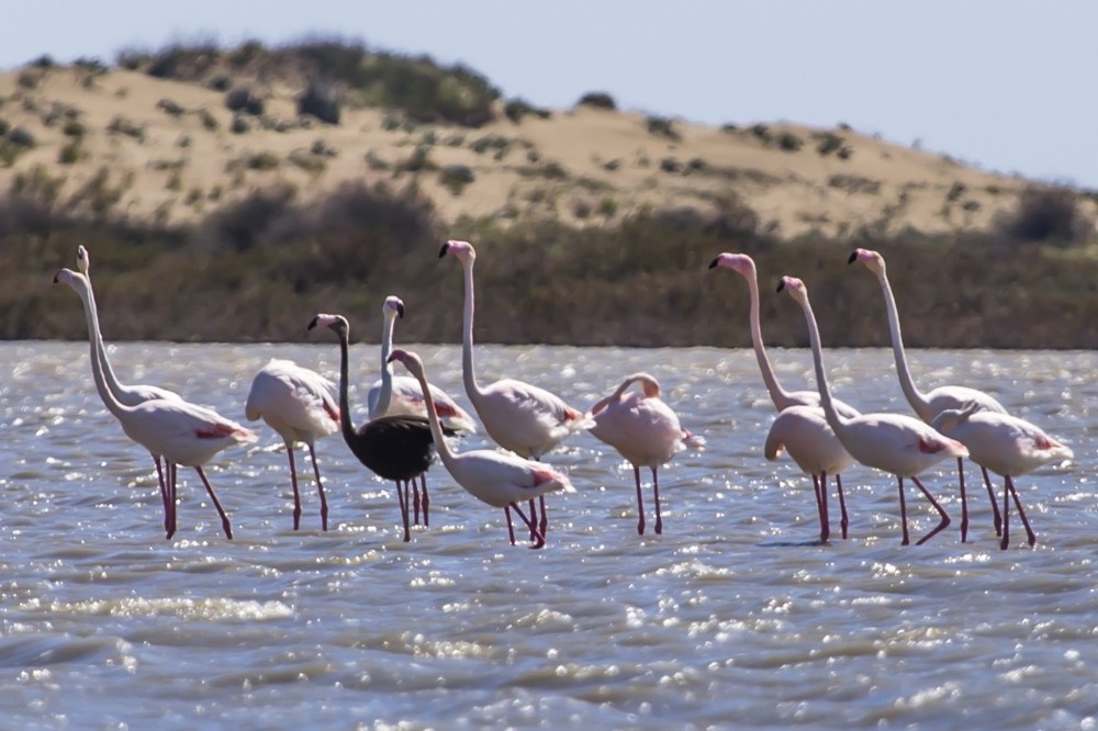 Dünya üzerinde nadir görülen siyah flamingo Adana’da görüntülendi