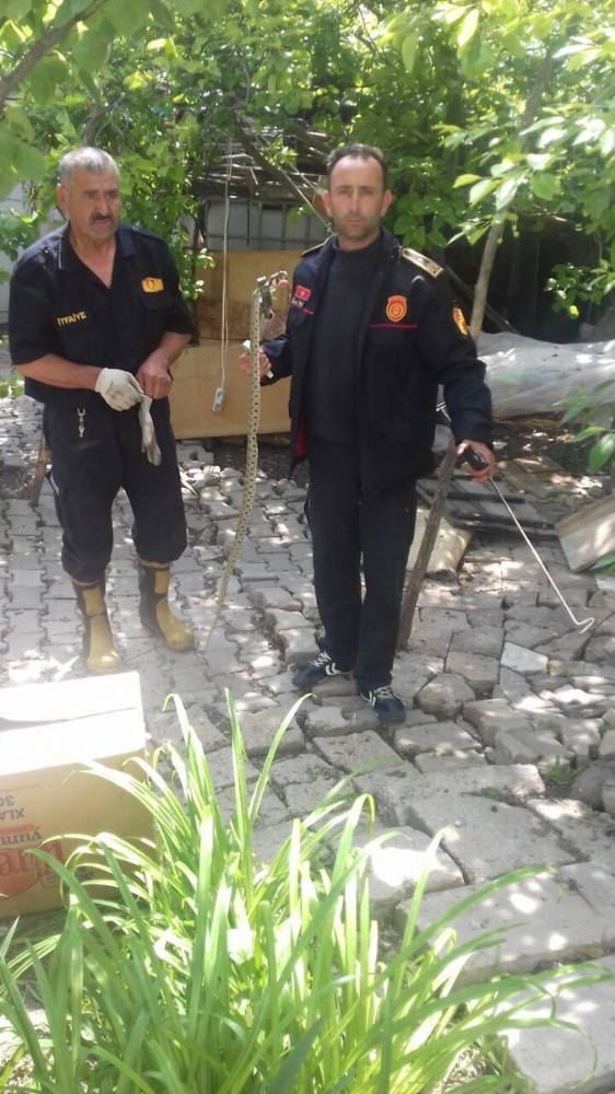 Eve giren yılan paniğe neden oldu