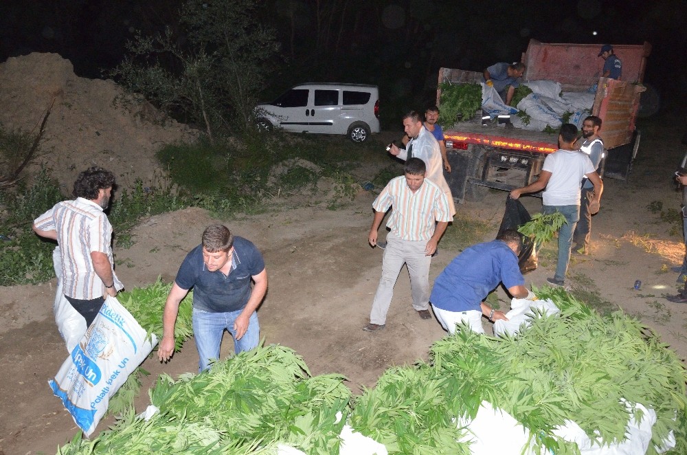Başkent’te son yılların en büyük kenevir operasyonu