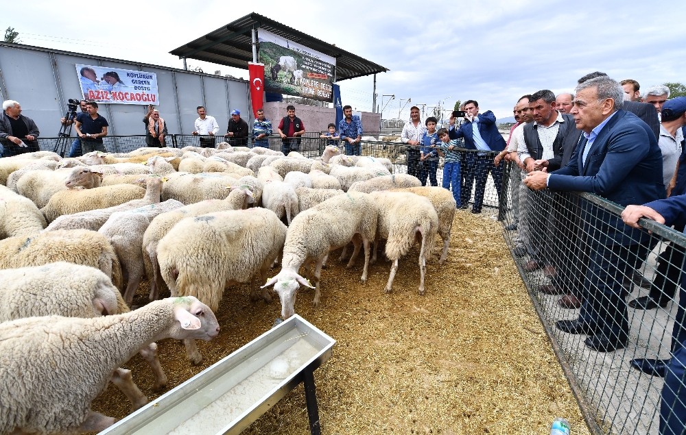 Büyükşehir’in umut sürüsü büyüyor
