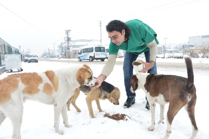 Büyükşehir’den, 2016’da sokak hayvanları için 5 milyon TL’lik harcama
