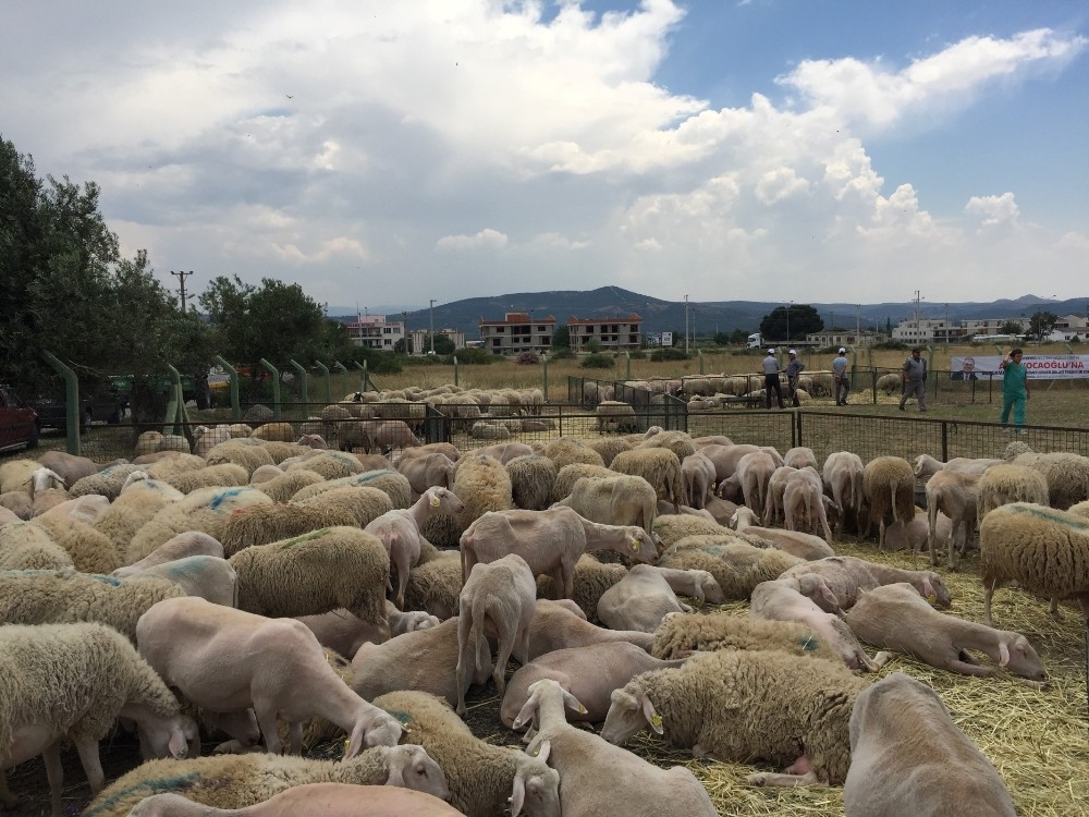 İzmir’de sürü bereketi