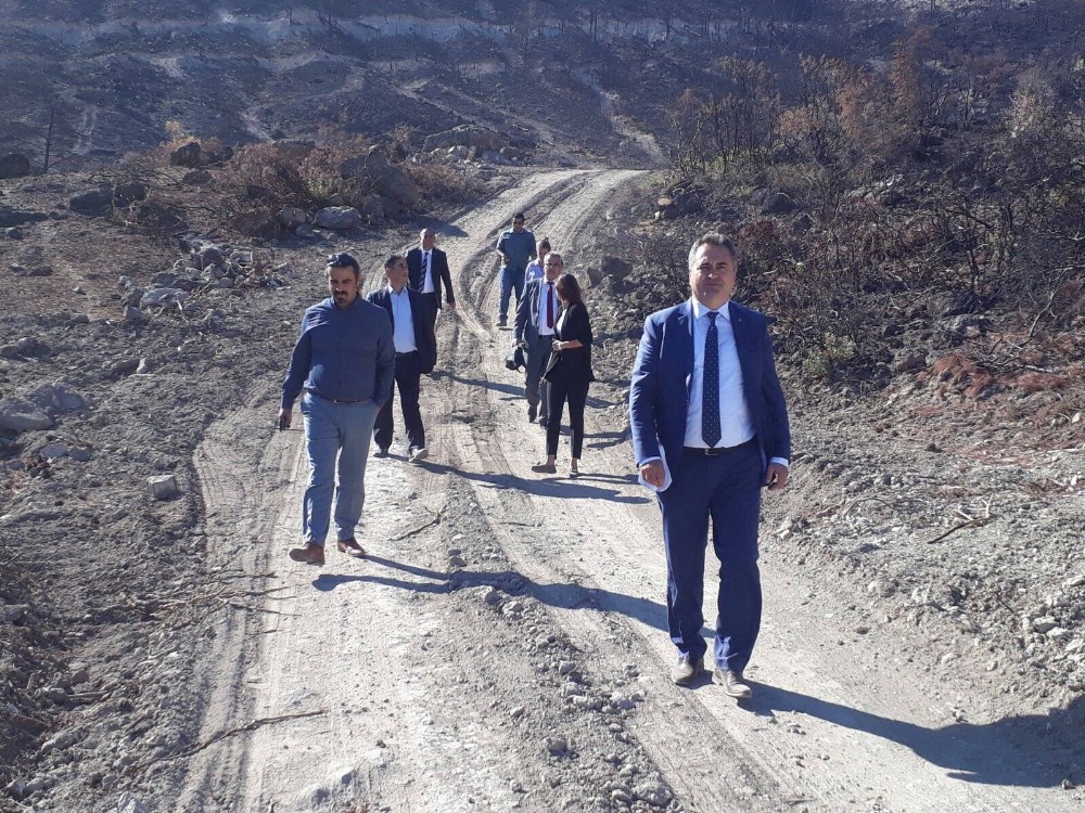 Barodan yanan ormanlara ağaçlandırma kampanyası