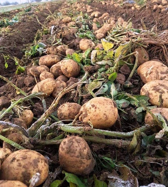 Patateste yüzde elli düşüş var, fiyatlar yükselebilir
