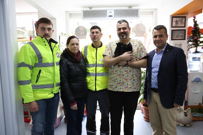 Şanslı kediler yuva arıyor
